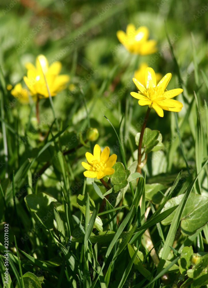 Fototapeta premium Spring yellow flowers blooming in close up