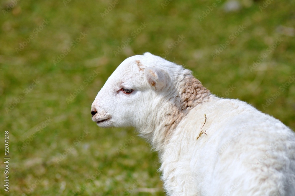 Fototapeta premium Lamb