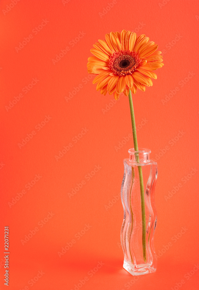 Orange herbera in vase Orange herbera in vase