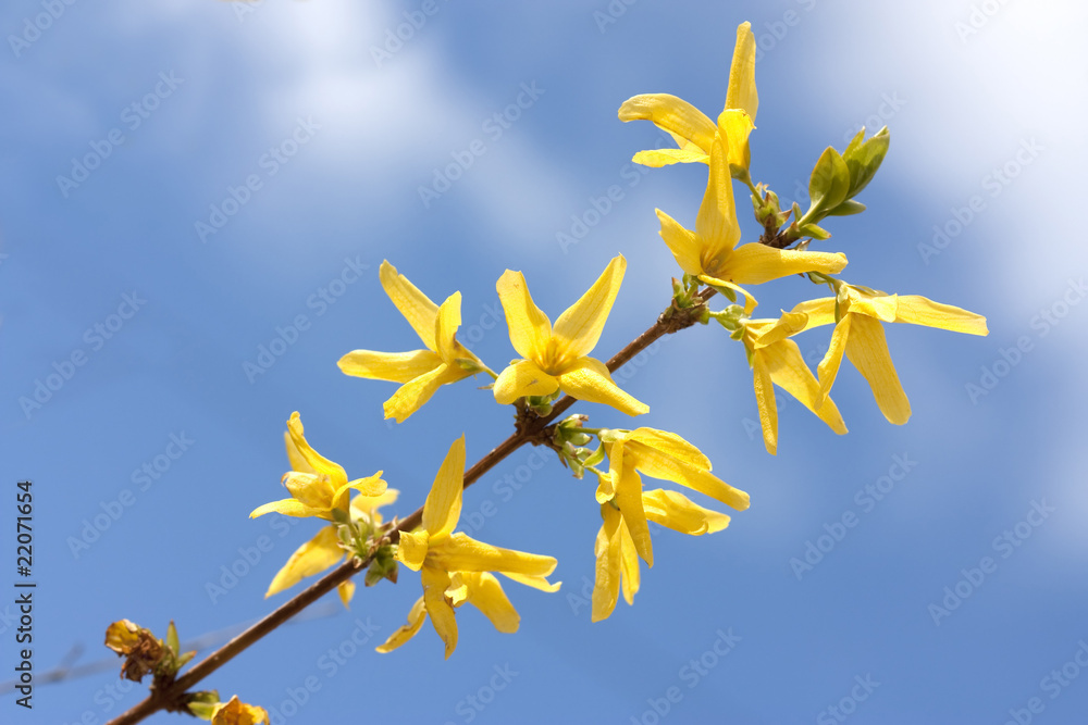 Obraz premium Yellow forsythia