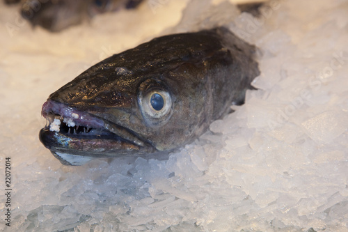 pescado en hielo photo