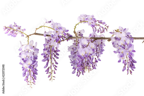 wisteria branch flowers isolated on white