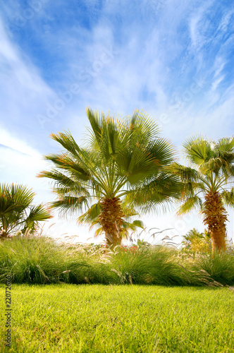 A palm tree on a nature background
