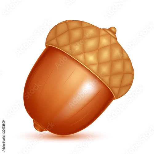 Acorn, vector