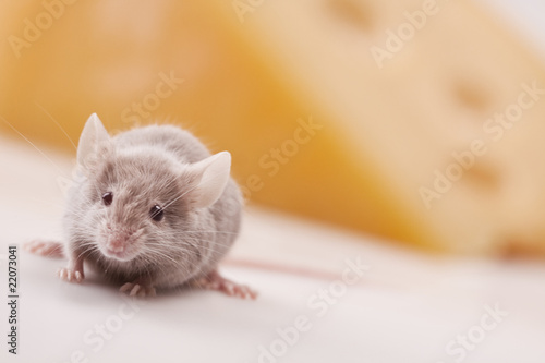 Mouse vs. cheese