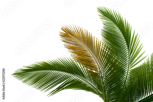 Leaves of palm photo