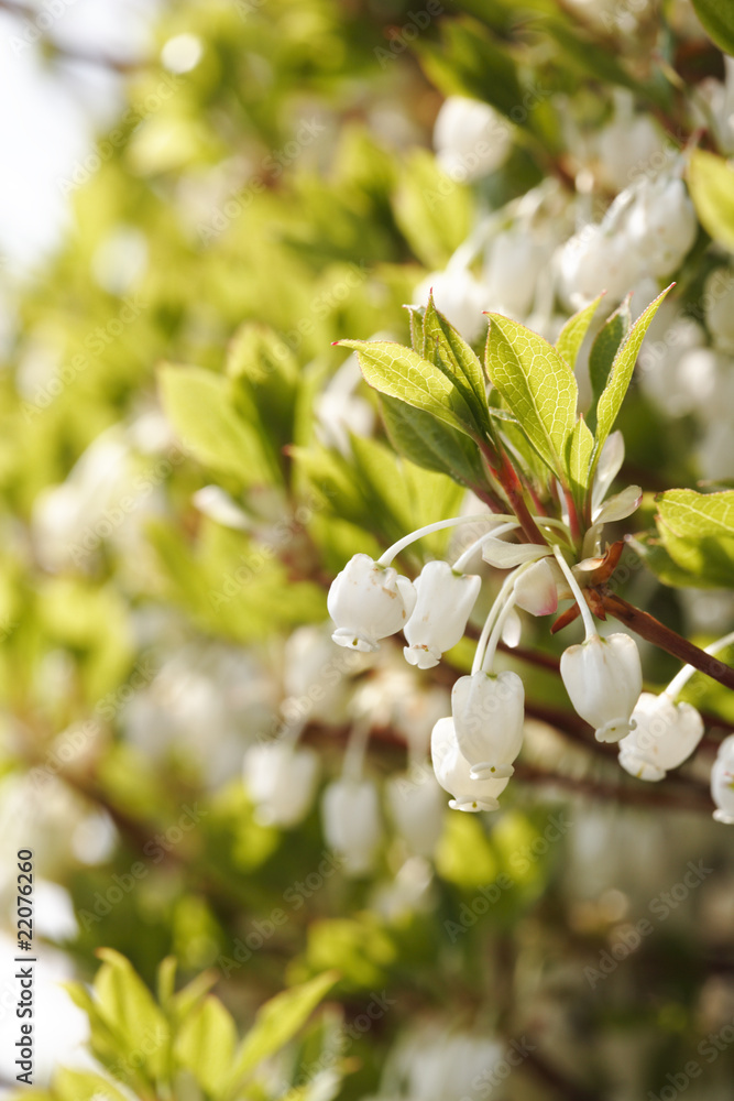 Obraz premium ドウダンツツジ#2