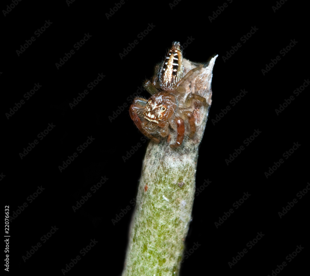 Macro of a Brown jumping spider Macro of a Brown jumping spider