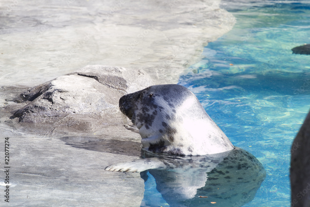 Fototapeta premium Sea lions