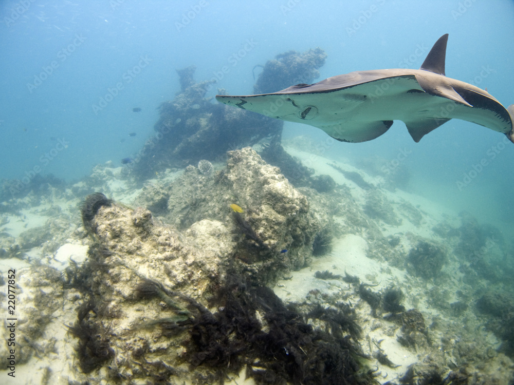 Fototapeta premium Ray