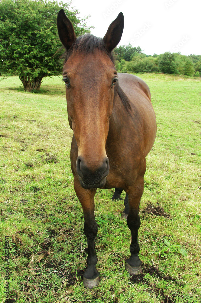ein Pferd auf einer Weide ein Pferd auf einer Weide