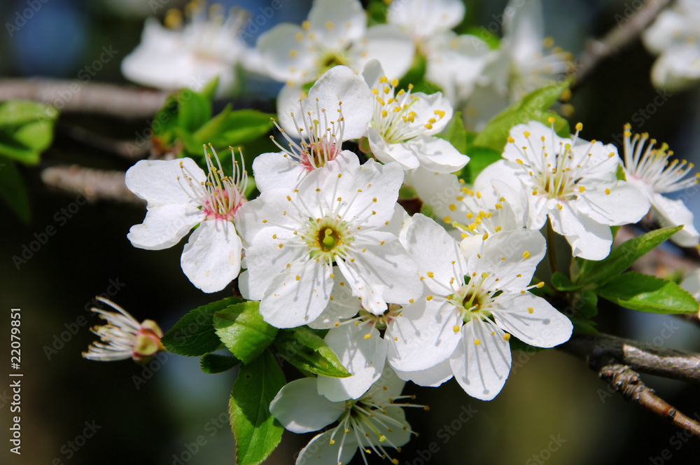 Pflaumenbaumbluete - plum blossom 10