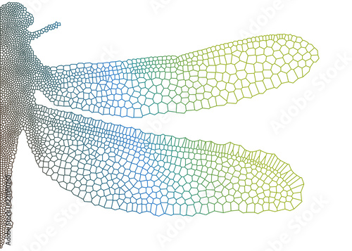 beautiful vector dragonfly