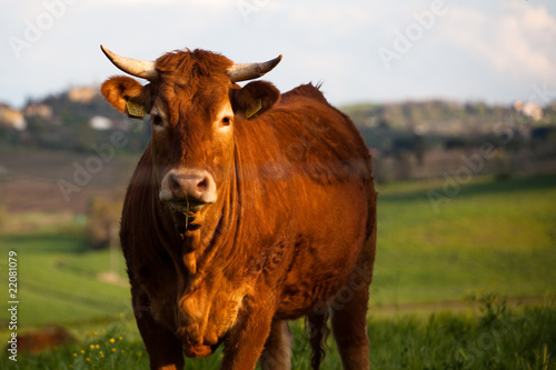 Fototapeta Naklejka Na Ścianę i Meble -  some cows pasturing in green fields