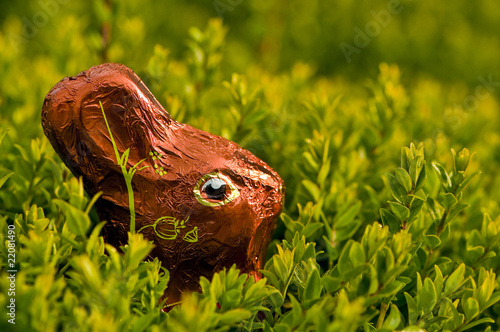 chocolats de Pâques dans les fleurs du jardin - chasse aux oeufs