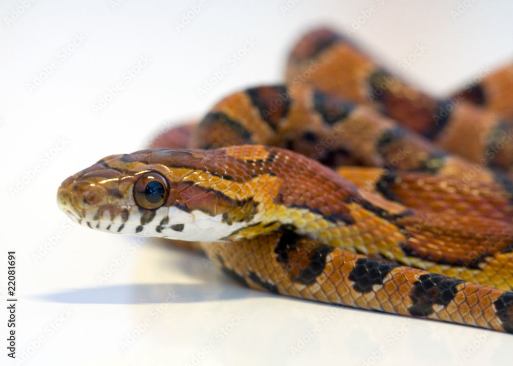 Corn snake Corn snake