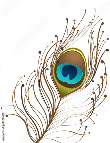 beautiful peacock feather