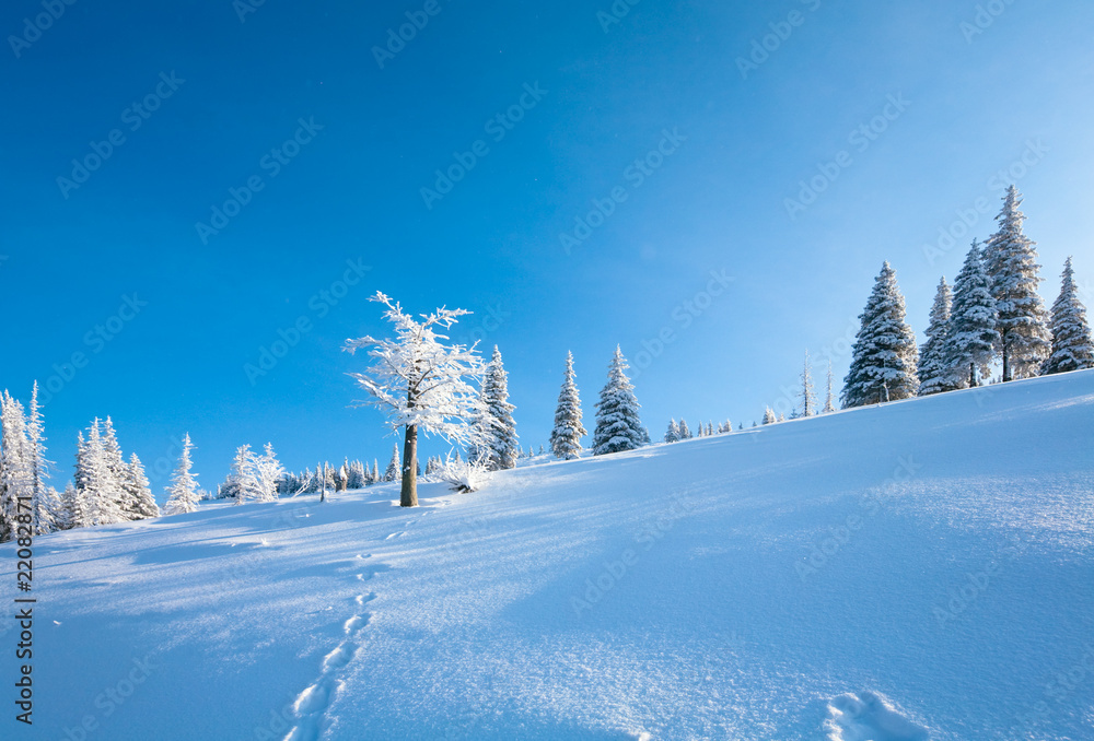Fototapeta premium Snowy landscape