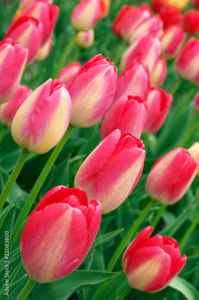 Pink tulips Pink tulips