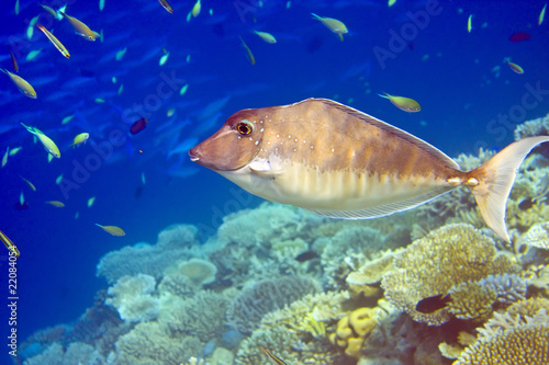 Indian ocean. .Fishes in corals. photo