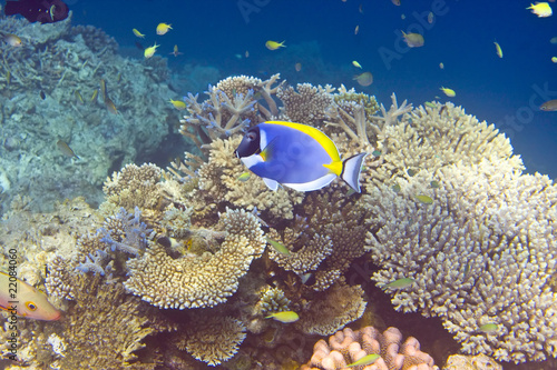 Indian ocean. .Fishes in corals.