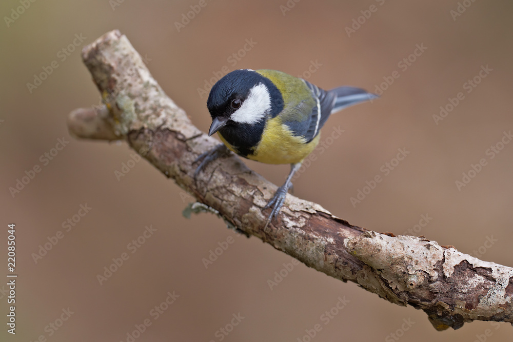 Naklejka premium Great Tit, Parus major