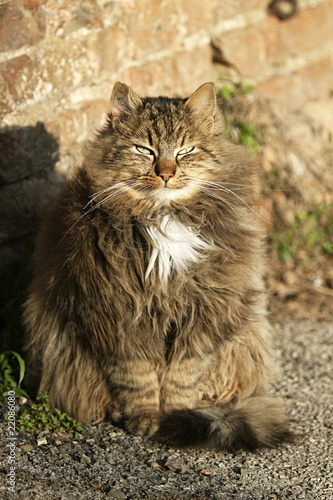 Gatto nei pressi del borgo di Cuna photo