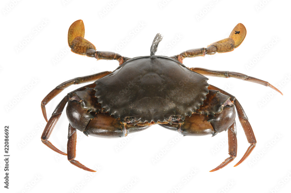 Live Crab On White background