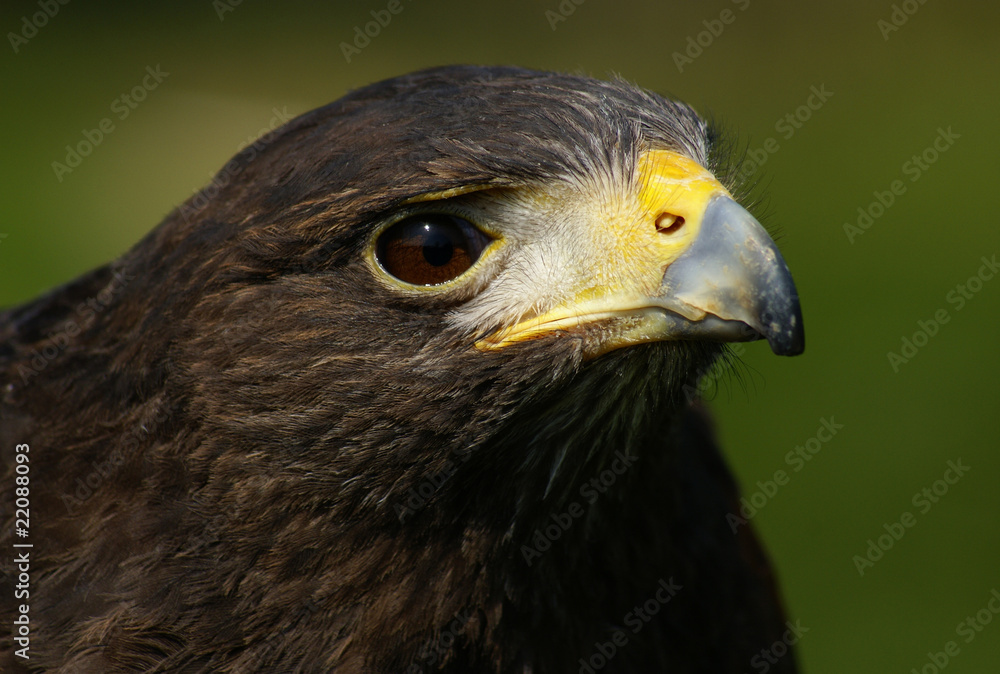 Buse de Harris 6 Buse de Harris 6