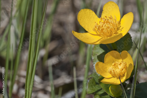 Sumpfdotterblüten Caltha palustris photo