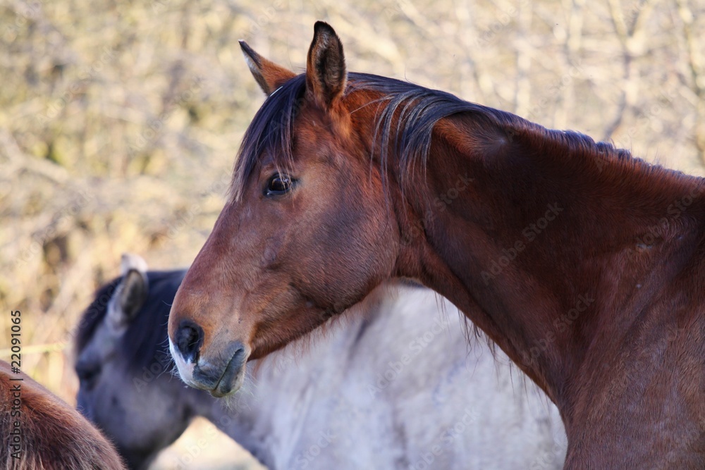 Fototapeta premium horse