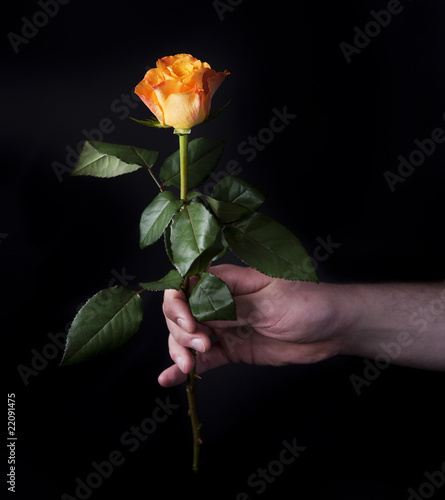 hand with rose