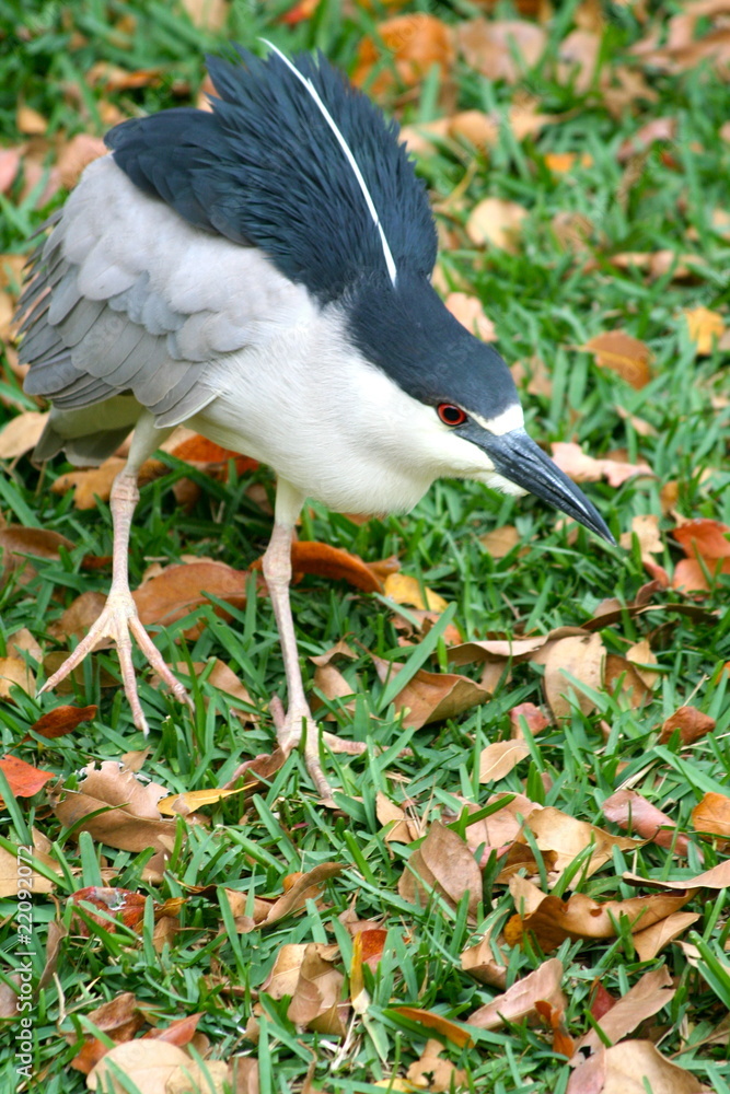 Naklejka premium Gray & white bird - Florida Wildlife