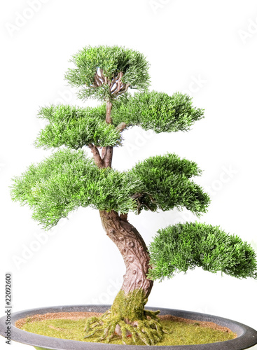 Bonsai tree