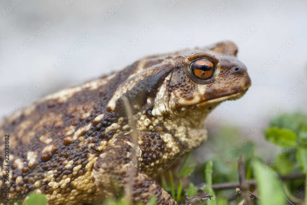 Obraz premium Common Toad
