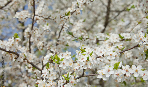 white spring flowers © Artsem Martysiuk