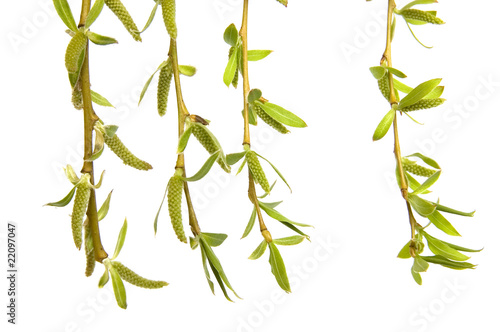 Branch of  weeping willow