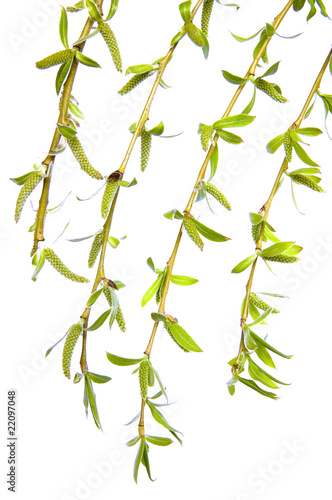 Branch of  weeping willow