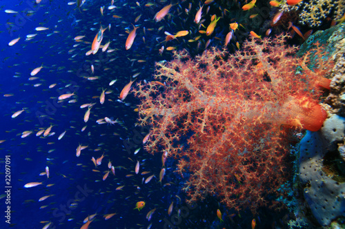 Dendronephthya soft coral and Tropical Fish