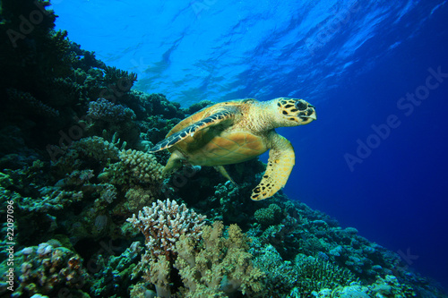 Sea Turtle and Coral Reef