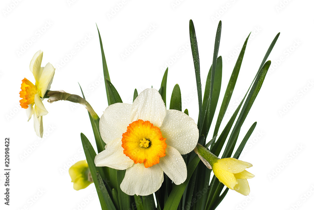 narcissuses with droplets narcissuses with droplets
