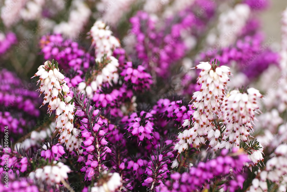 heather flowers heather flowers