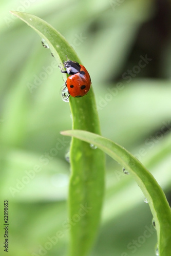 Ladybug © noci0114