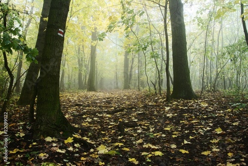 Fototapeta Naklejka Na Ścianę i Meble -  autumnal still life in deciduous temperate forest