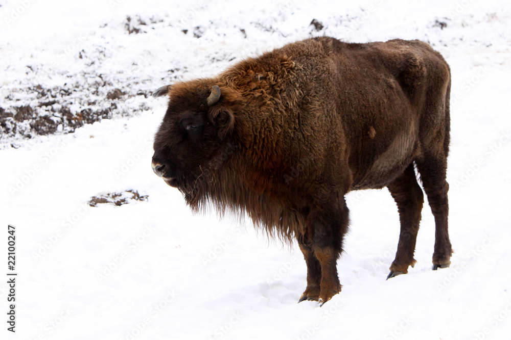 Fototapeta premium Wisent im Winter