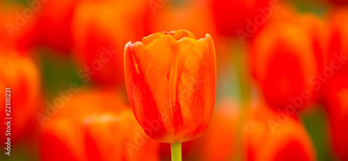 Red tulip flowers blooming during spring season