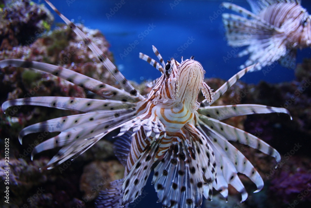 Lionfish - Pterois volitans Lionfish - Pterois volitans