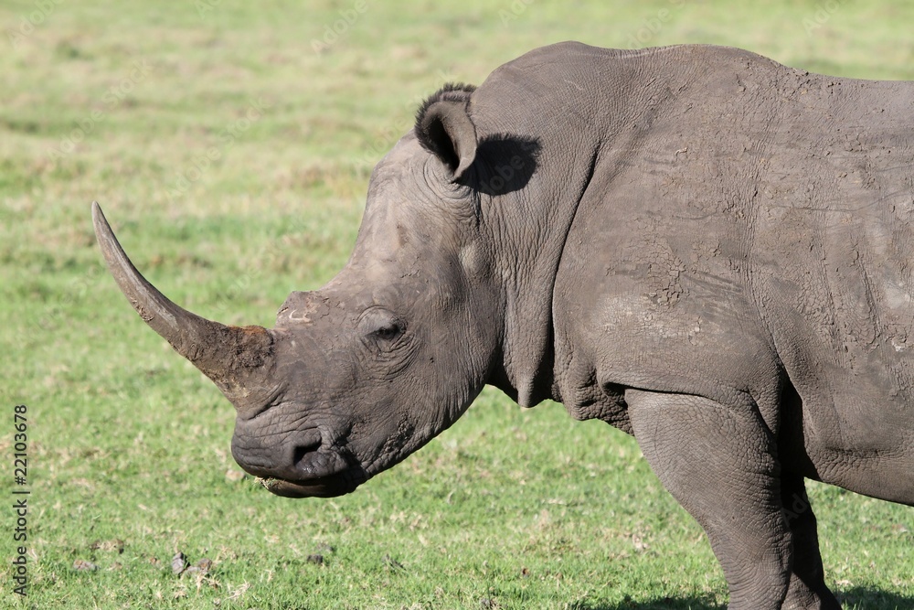 White Rhino Portrait