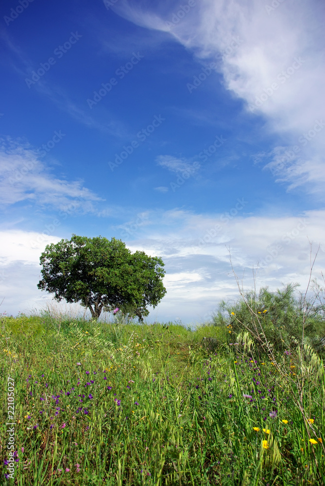 Fototapeta premium Tree in green field.