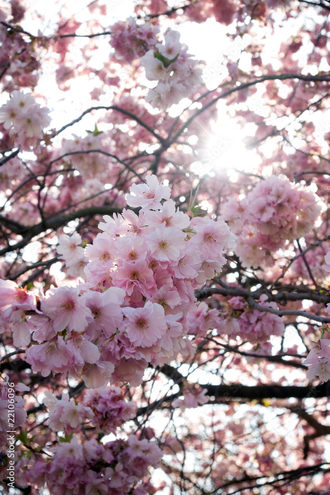 Pink cherry flowers